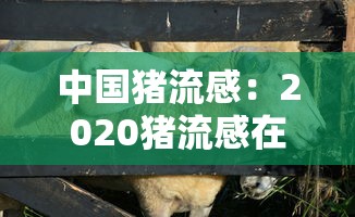 中国猪流感：2020猪流感在哪里爆发的