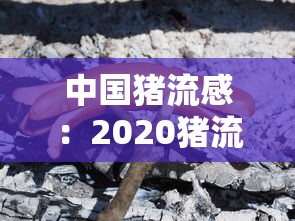 中国猪流感：2020猪流感在哪里爆发的