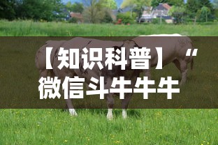 【知识科普】“微信斗牛牛牛群有挂吗	”详细分享装挂步骤教程