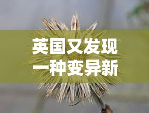 英国又发现一种变异新冠病毒—(英国又发现一种变异新冠病毒是真的吗) 英国又发现一种变异新冠病毒—(英国又发现一种变异新冠病毒是真的吗)