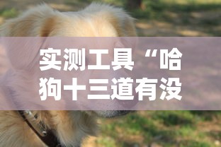 实测工具“哈狗十三道有没有挂”辅助挂下载