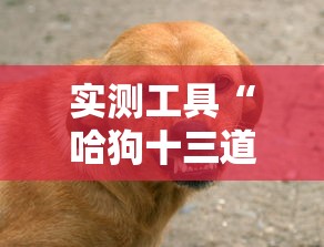 实测工具“哈狗十三道有没有挂”辅助挂下载