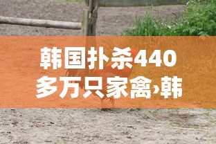韩国扑杀440多万只家禽›韩国男子杀害20个月大养女