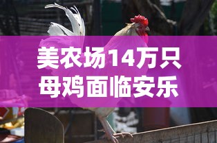 美农场14万只母鸡面临安乐死›美国农场养鸡