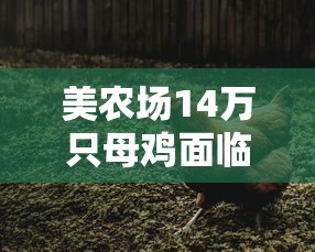 美农场14万只母鸡面临安乐死›美国农场养鸡 美农场14万只母鸡面临安乐死›美国农场养鸡